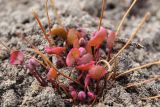 View full-size image Plagiorhegma dubium