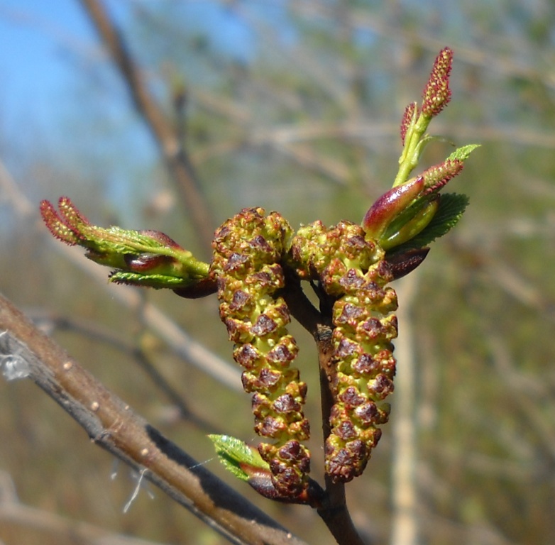 Image of Alnus incana specimen.