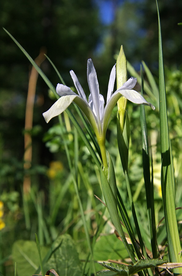 Image of Iris ruthenica specimen.