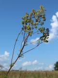 View full-size image Thalictrum lucidum