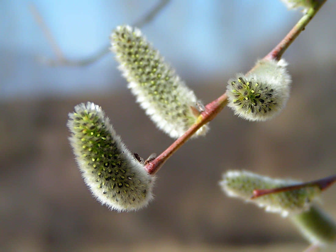 Image of Salix rorida specimen.