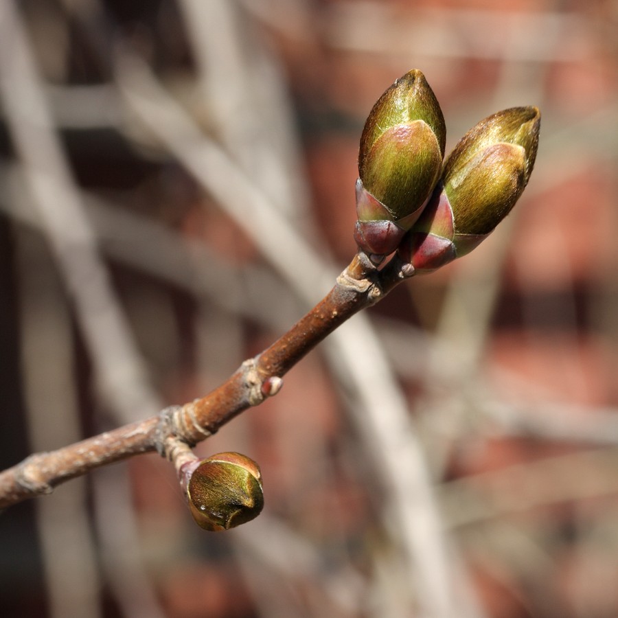 Изображение особи Acer platanoides.