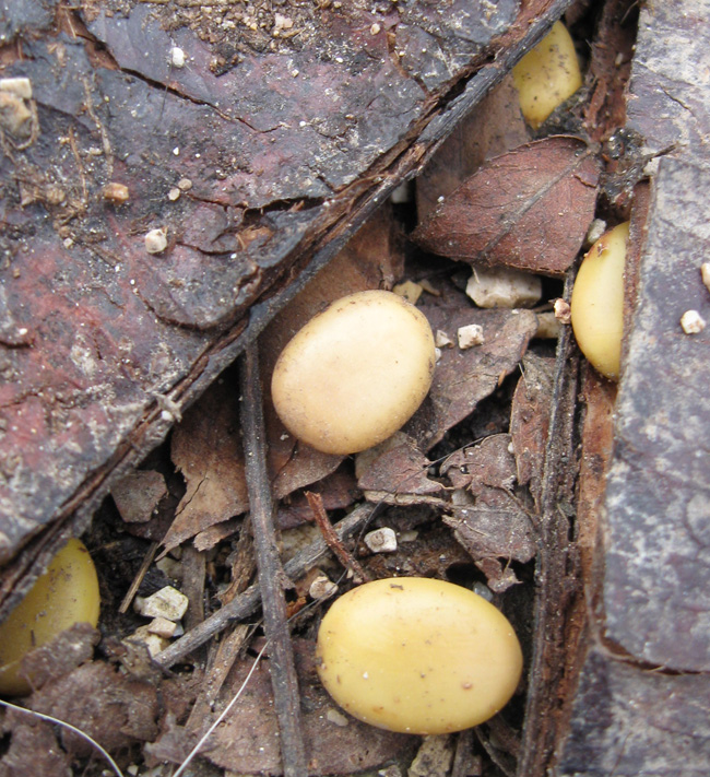 Image of Gleditsia triacanthos specimen.