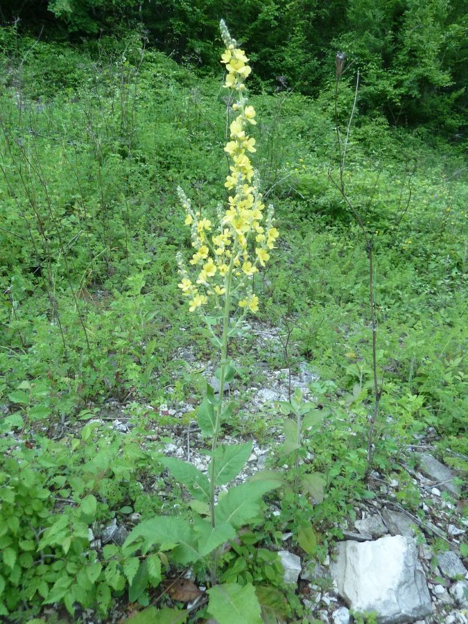 Изображение особи Verbascum lychnitis.