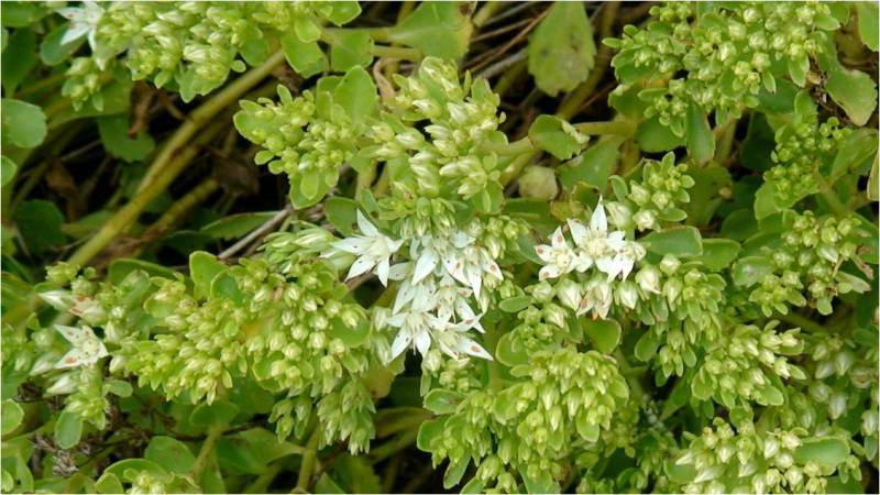 Image of Sedum oppositifolium specimen.