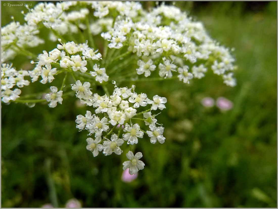 Изображение особи Pimpinella saxifraga.