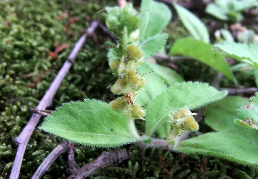 Image of Veronica officinalis specimen.