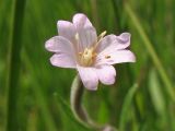 Epilobium palustre. Цветок. Нидерланды, провинция Drenthe, национальный парк Drentsche Aa, заказник Eexterveld, заболоченный луг. 29 июня 2008 г.