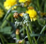 Taraxacum officinale. Отцветшее и нераскрывшееся соцветие. Московская обл., Раменский р-н, Хрипань, луг. 23.05.2007.