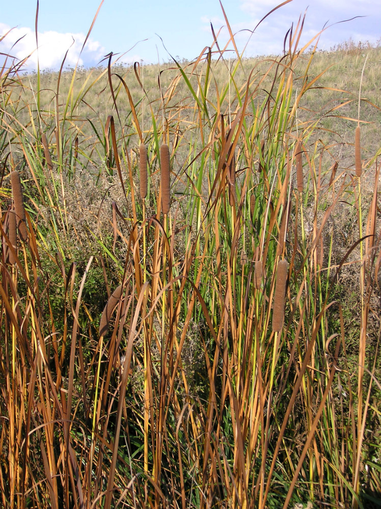 Изображение особи Typha angustifolia.