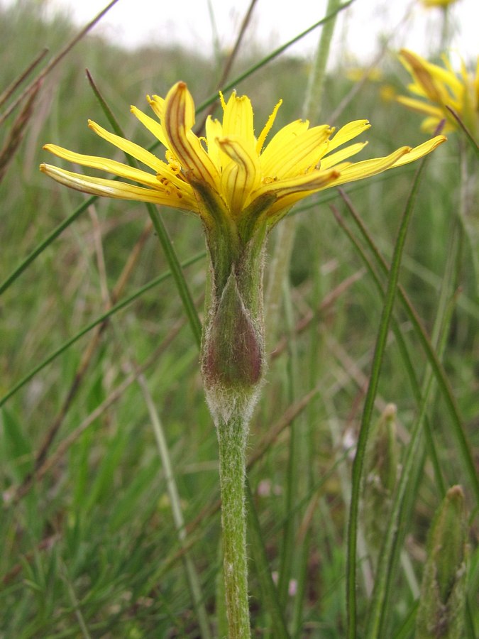 Image of Scorzonera mollis specimen.