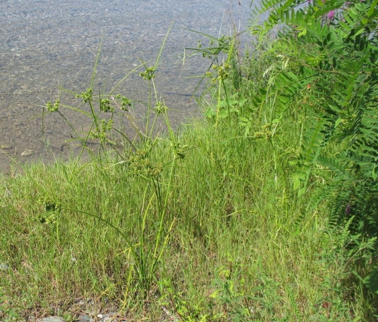 Image of Cyperus eragrostis specimen.