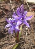 Scilla bifolia. Цветущее растение Черноморское побережье Кавказа, Новороссийск, близ мыса Мысхако, фисташковое редколесье. 9 марта 2012 г.