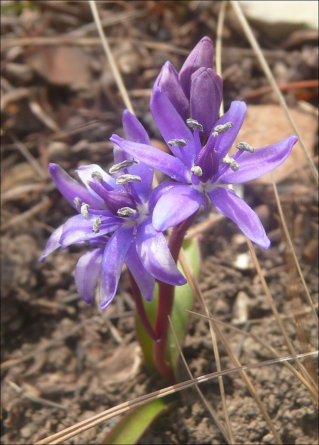 Изображение особи Scilla bifolia.