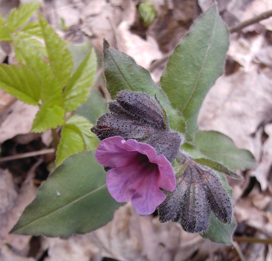 Image of Pulmonaria obscura specimen.