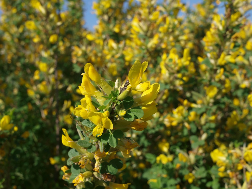 Изображение особи Chamaecytisus ruthenicus.