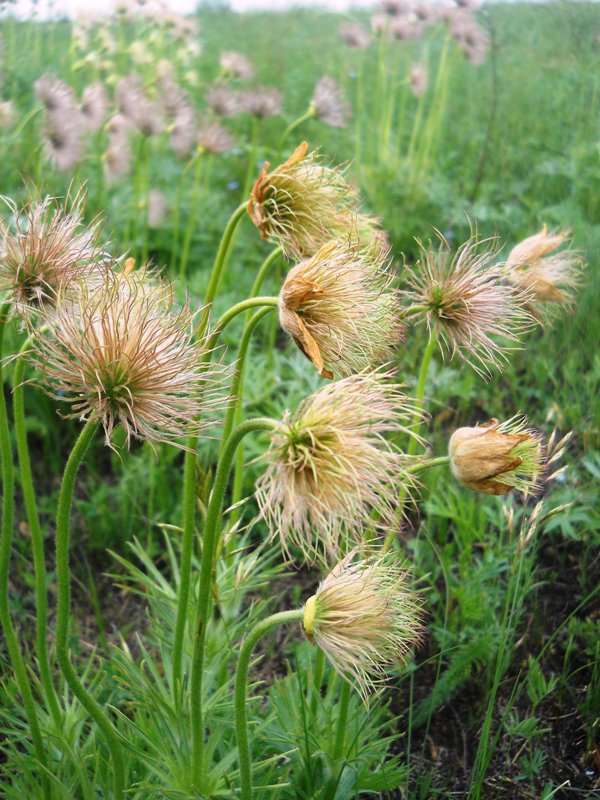 Image of Pulsatilla patens specimen.