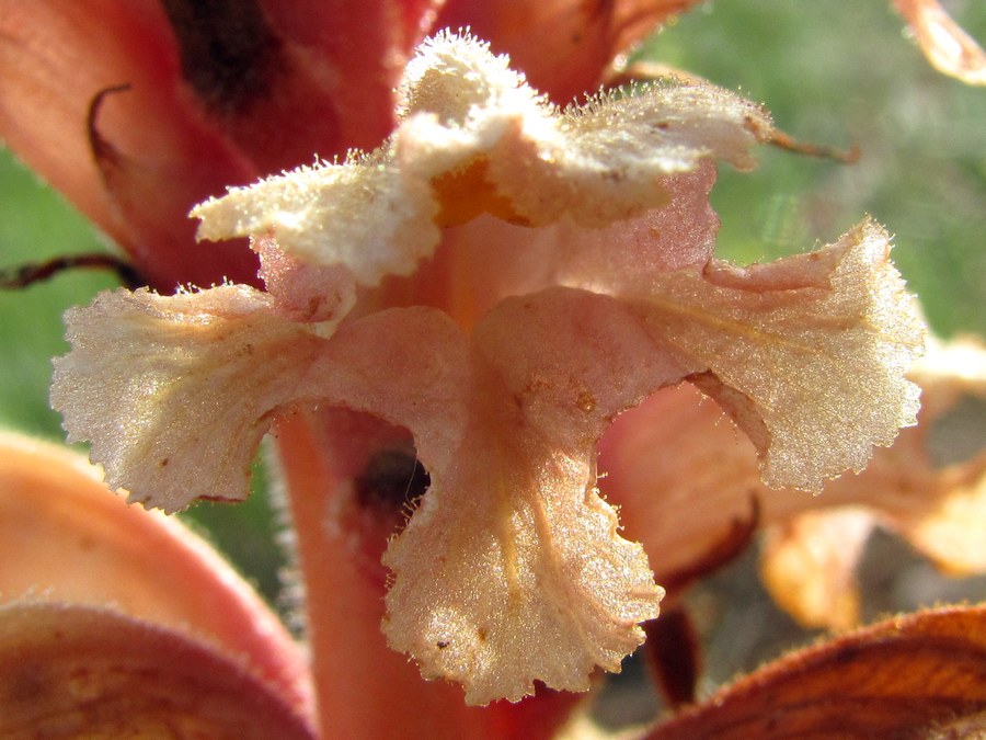 Image of Orobanche centaurina specimen.