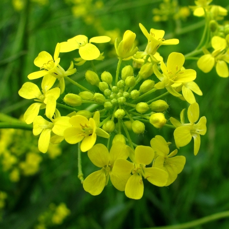 Изображение особи Bunias orientalis.