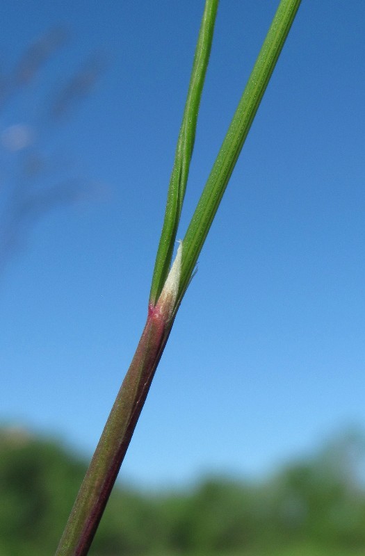 Image of Avenella flexuosa specimen.