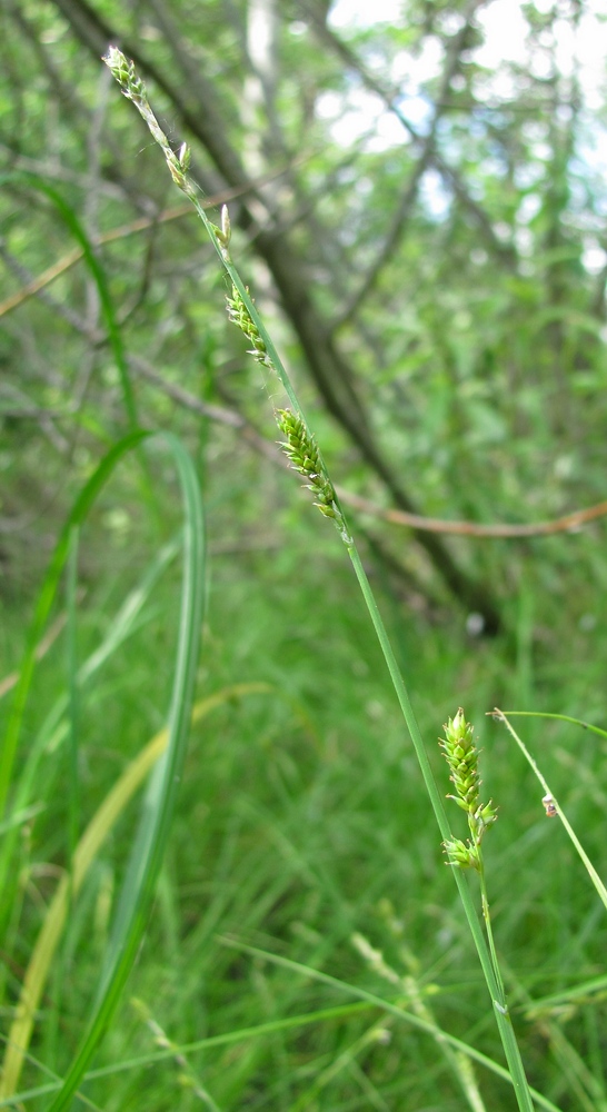 Изображение особи Carex canescens.