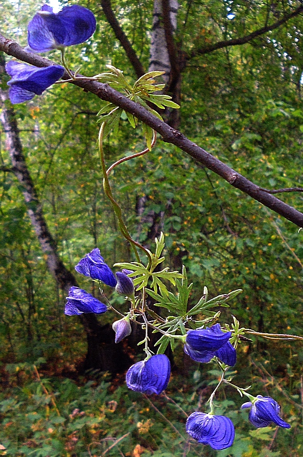 Image of Aconitum volubile specimen.