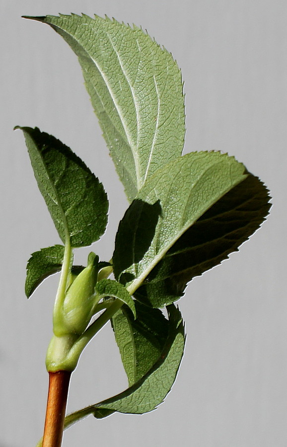 Image of Hydrangea petiolaris specimen.