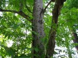 Sorbus commixta. Ствол взрослого дерева. Сахалин, окр. г. Южно-Сахалинска. Июнь 2012 г.