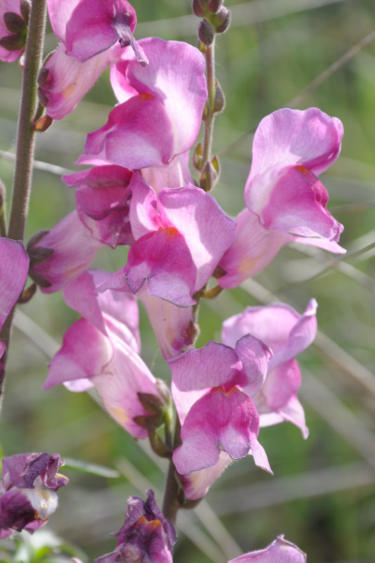 Image of Antirrhinum majus specimen.