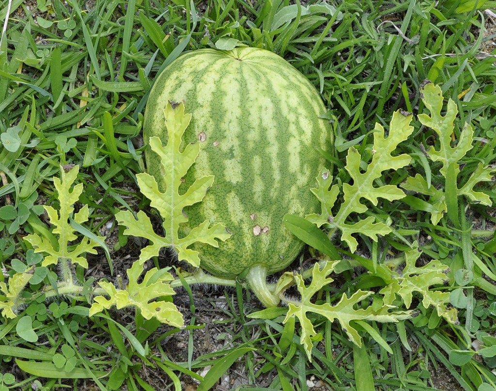 Image of Citrullus lanatus specimen.