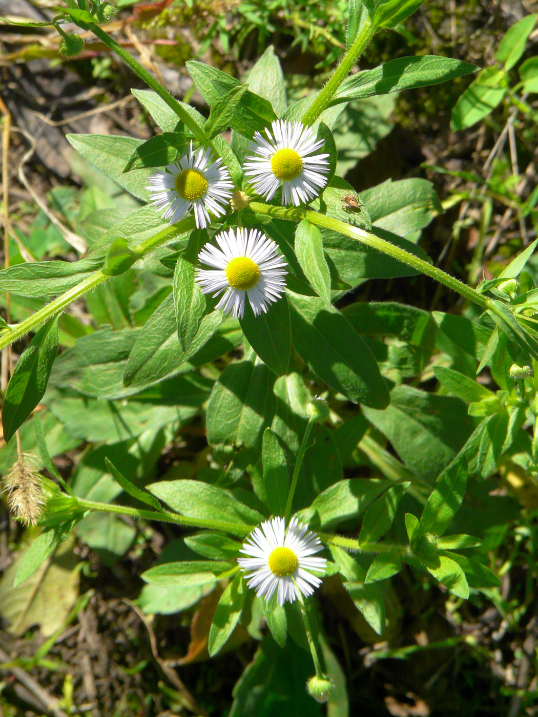 Image of Erigeron annuus specimen.