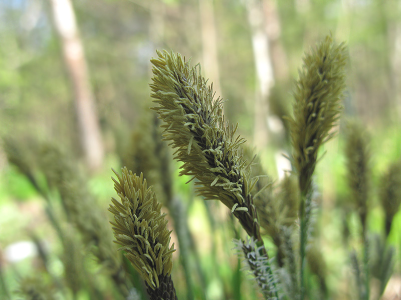 Image of Carex cespitosa specimen.