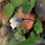 Cymbalaria muralis