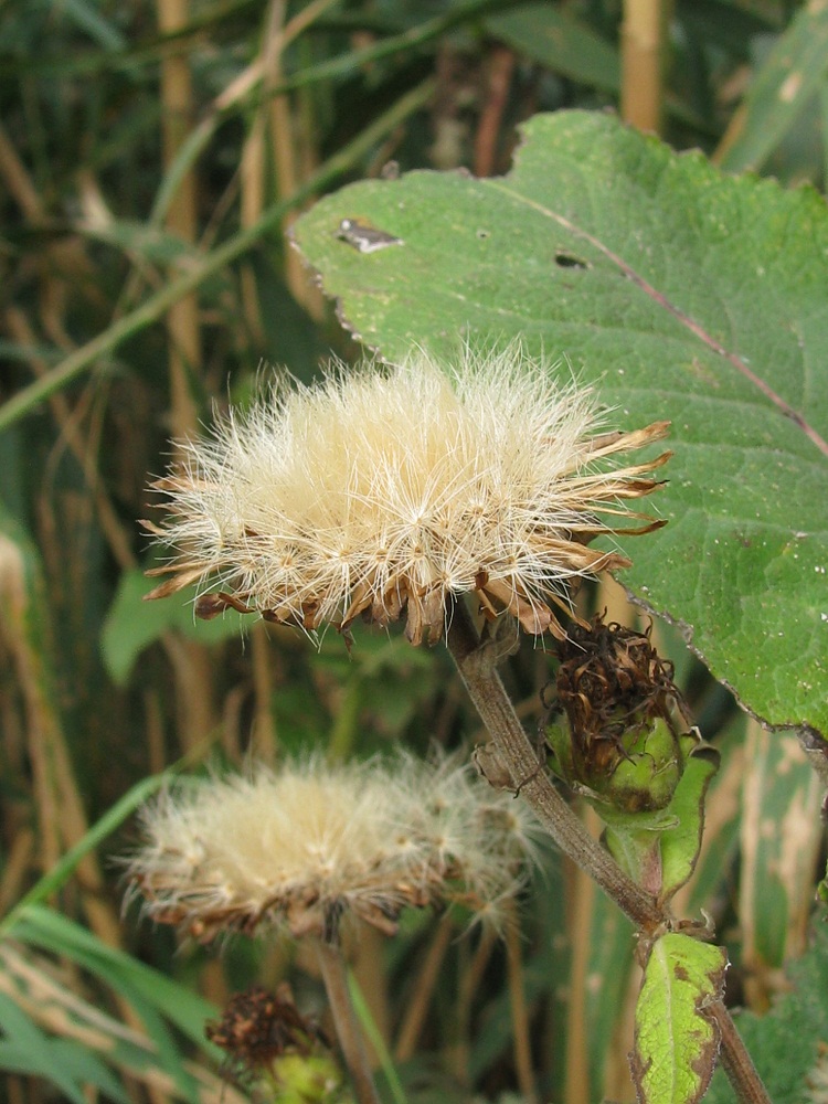 Image of Inula helenium specimen.