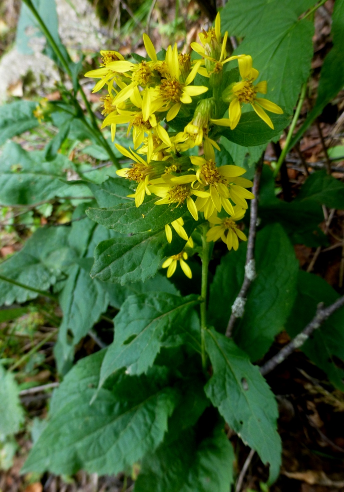 Image of Solidago virgaurea specimen.