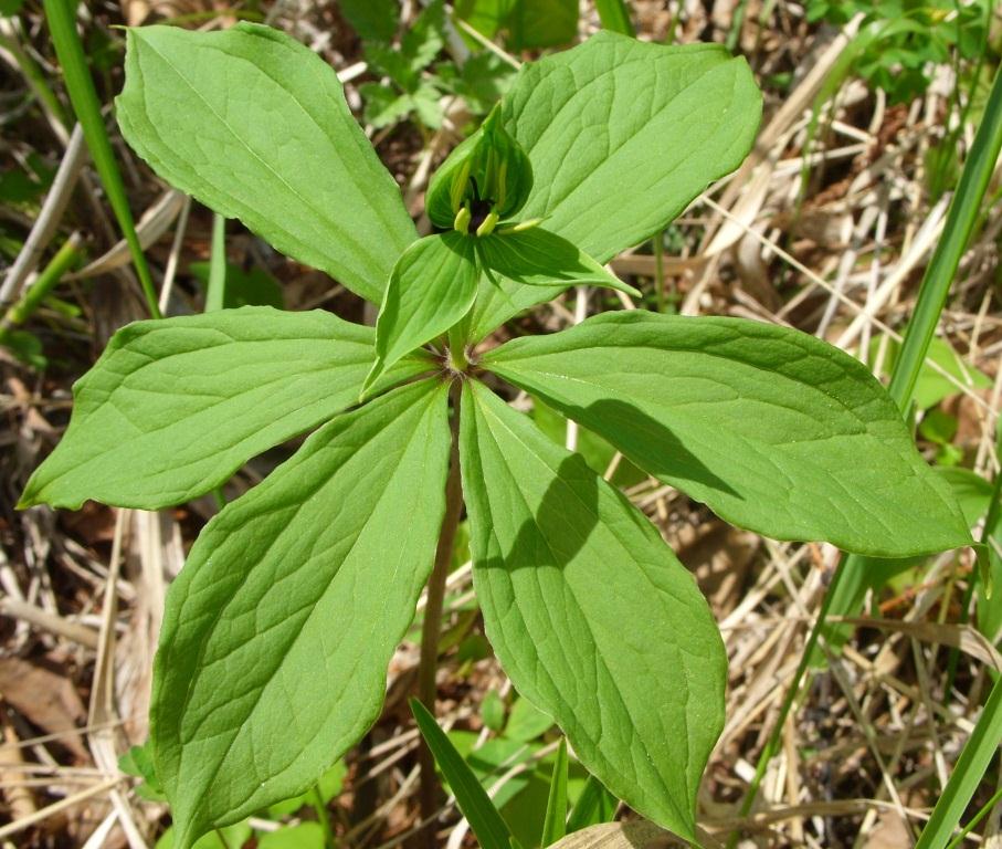 Image of Paris verticillata specimen.