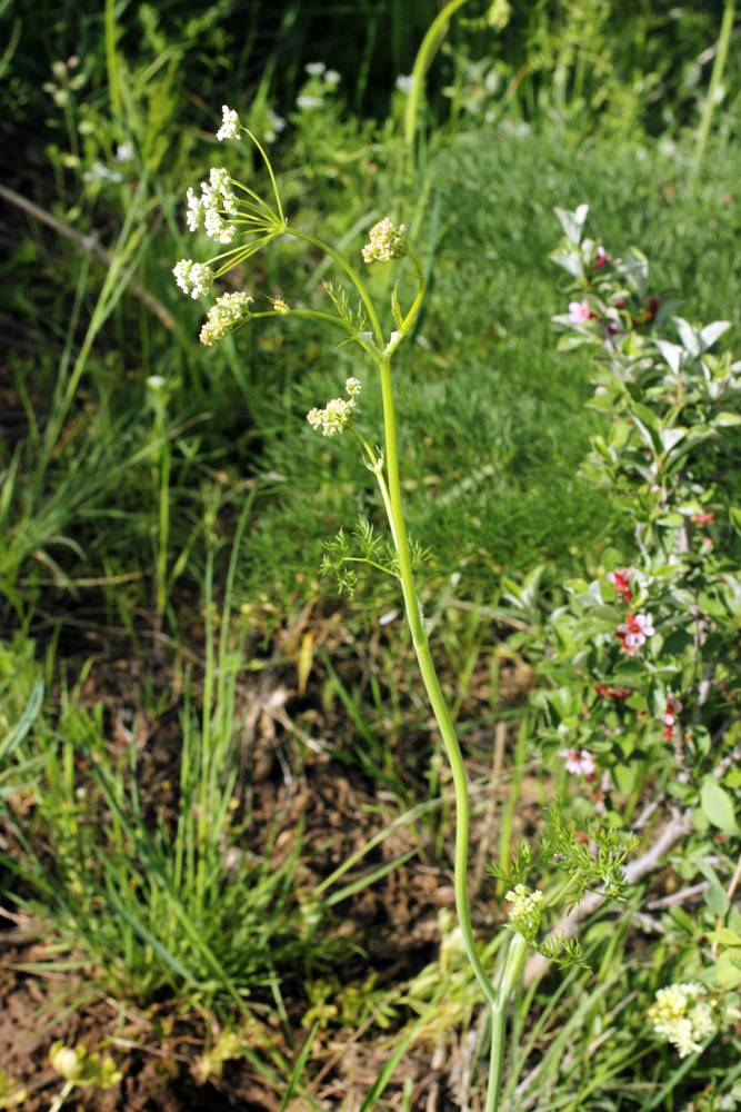 Image of Oedibasis chaerophylloides specimen.