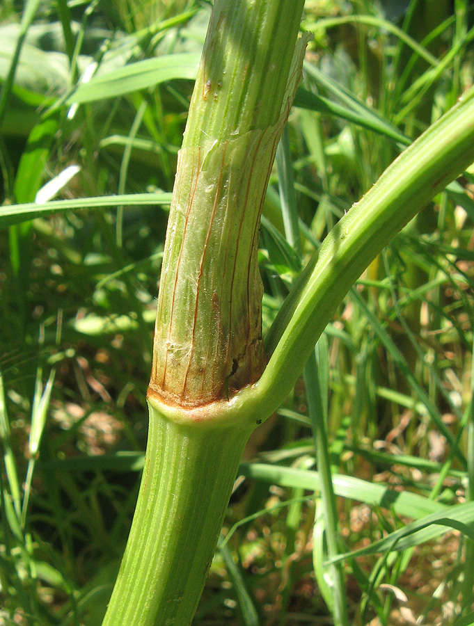 Image of Rumex confertus specimen.