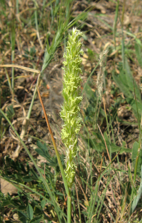 Image of Koeleria biebersteinii specimen.