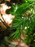 Juniperus deltoides. Молодые побеги. Южный берег Крыма, мыс Никитин, лес. 22.05.2013.