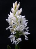 Orchis militaris