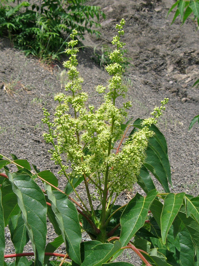 Image of Ailanthus altissima specimen.