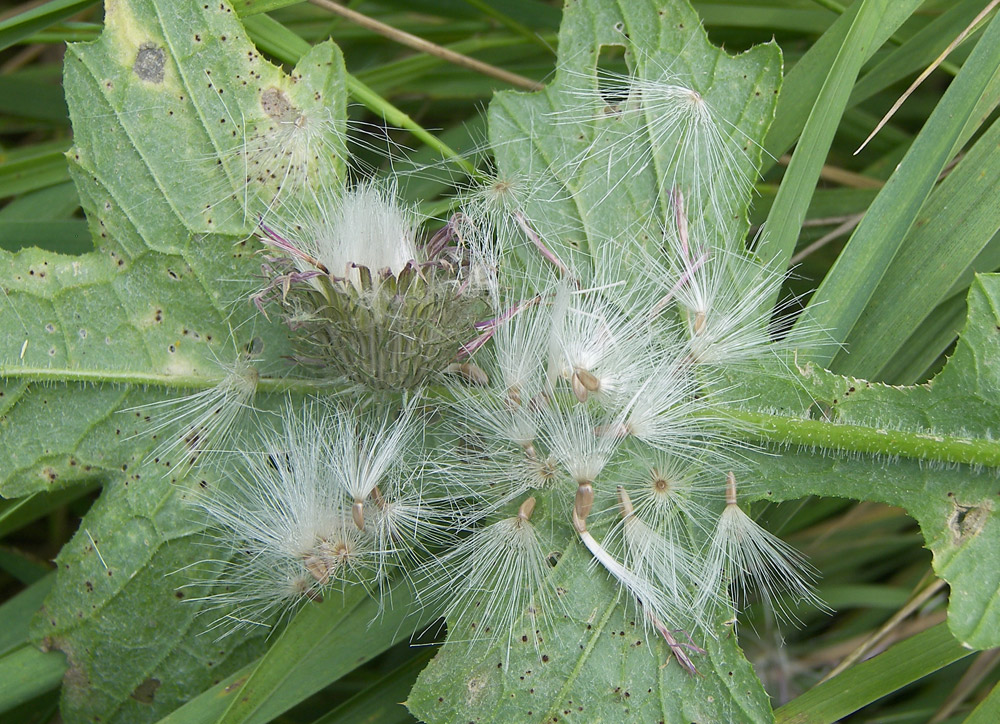 Image of Carduus crispus specimen.