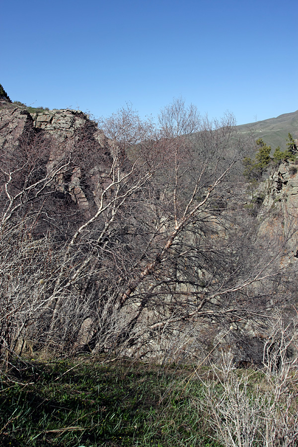 Image of Betula turkestanica specimen.