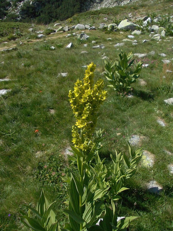 Изображение особи Veratrum lobelianum.