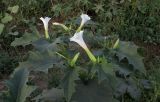 Datura stramonium. Верхушка цветущего растения. Израиль, Шарон, г. Герцлия, рудеральное местообитание. 21.06.2011.