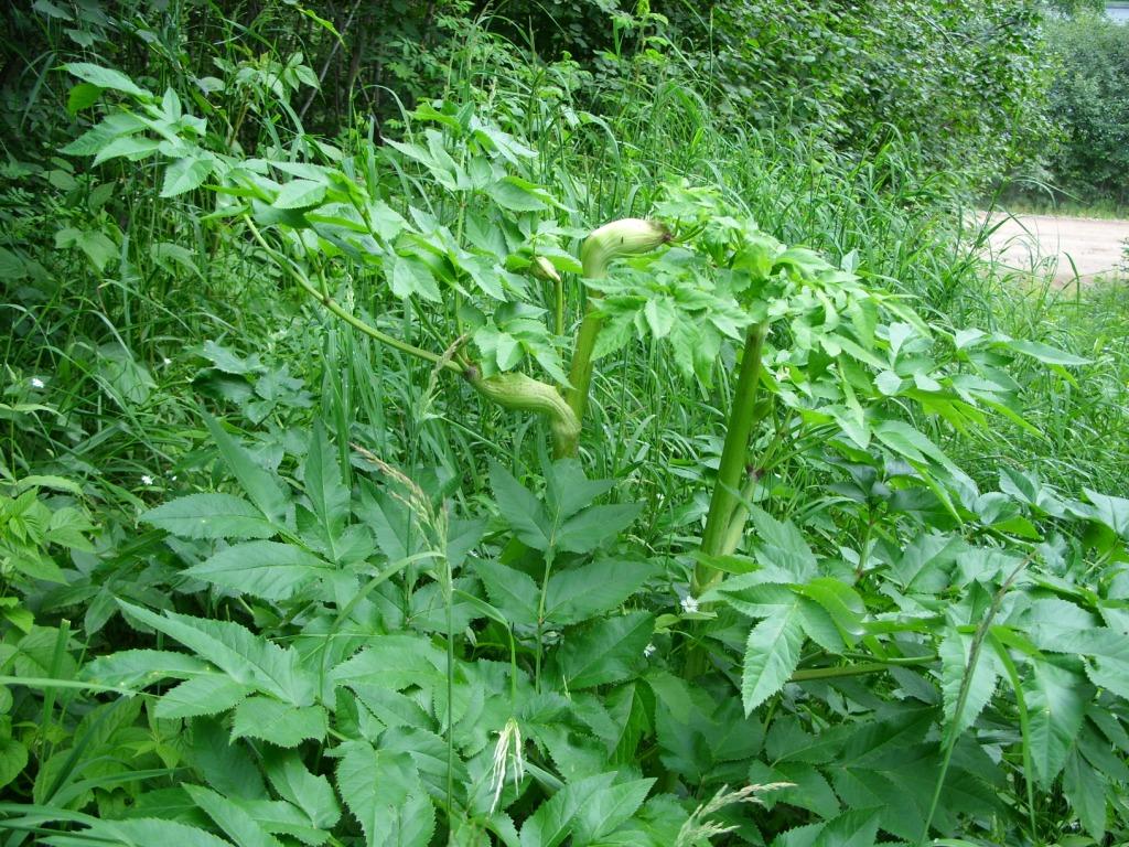 Image of genus Angelica specimen.