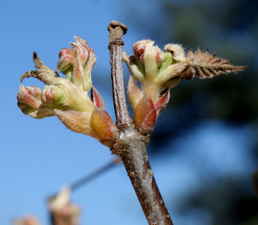 Image of genus Viburnum specimen.