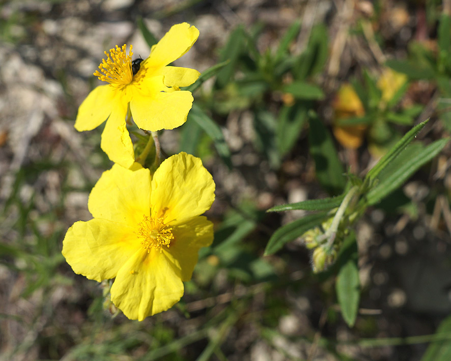 Image of Helianthemum ovatum specimen.