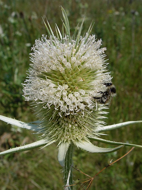 Изображение особи Dipsacus laciniatus.